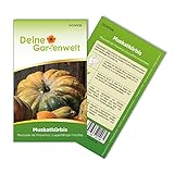 Muskatkürbis Muscade de Provence Samen - Cucurbita moschata - Muskatkürbissamen - Gemüsesamen - Saatgut für 7 Pflanzen foto / 2,19 € (0,31 € / stück)