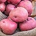 photo Red Pontiac Seed Potato - Everybody's Favorite Red Potato - Includes one 2-lb Bag - Can't Ship to States of ID, ME, MT, or NE