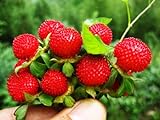 Wild Strawberry Seeds - 1000+ Sweet Wild Strawberry Seeds for Planting - Fragaria Vesca Seeds - Heirloom Non-GMO Edible Berry Fruit Garden Seeds photo / $10.99 ($0.01 / Count)