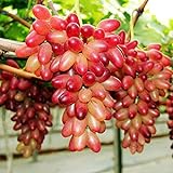 ChinaMarket 50pcs / bag Seltene Finger Traubenkernen, Mix Erweiterte Fruchtsamen, Trauben Natürliches Wachstum foto / 17,45 €