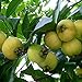 foto 20 Unids/Bolsa Syzygium Jambos Semillas Floración Comestible Natural Plántulas De Frutas Nutritivas Y Prolíficas Para Semillas De Jardín De Plantas Al Aire Libre Semilla