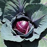 Red Rock Cabbage Seeds - 25 Count Seed Pack - A Hearty, Late-Harvest Variety That's flavorful and Sweet - Country Creek LLC photo / $1.99