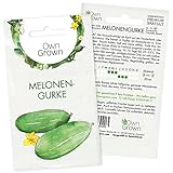 Mini Gurken Samen: 5 Snackgurken Samen für die Melonengurke Carosello – Samen Gemüse für Gurken Pflanzen – Gurken Saatgut – Gemüse Samen OwnGrown foto / 2,95 €