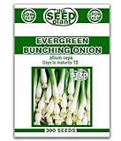 Evergreen Bunching Onion Seeds - 300 Seeds Non-GMO photo / $1.89