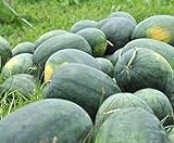 Florida Giant Melon Large Southern Heirloom Watermelon bin4 (100 Seeds, or 1/2 oz) photo / $7.99