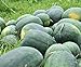 photo Florida Giant Melon Large Southern Heirloom Watermelon bin4 (100 Seeds, or 1/2 oz)