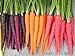 photo Rainbow Blend Carrot Heirloom Seeds - B258 (150 Seeds, 1/4 Gram)