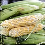 Seed Needs, Butter and Sugar Sweet Corn - Bi Color (Zea mays) Bulk Package of 160 Seeds Non-GMO photo / $8.99