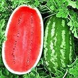 KIRA SEEDS - Giant Astrakhan Watermelon 11 lbs - Fruits for Planting - GMO Free photo / $6.96 ($0.23 / Count)