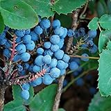 Creeping Oregon Grape Seeds (Mahonia repens) Packet of 10 Seeds photo / $8.97 ($0.90 / Count)