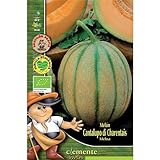Semillas ecológicas de Melon Cantalupo Di Charentais foto / 4,42 €