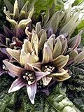 Alraune (Mandragora officinarum) 10 Samen der magischen im Frühling blühenden Zauberpflanze foto / 11,00 € (550,00 € / kg)