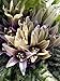 foto Alraune (Mandragora officinarum) 10 Samen der magischen im Frühling blühenden Zauberpflanze