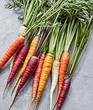 Burpee Kaleidoscope Blend Non-GMO Rainbow Carrot Vegetable Planting Home Garden | Five Colors: Red, Orange, Purple, White, and Yellow, 1500 Seeds photo / $7.53