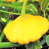 TomorrowSeeds - Sunburst Yellow Patty Pan Seeds - 60+ Count Packet - Bush Scallop Squash Summer Golden Patisson Patison Lemon Scallopini photo / $8.80 ($0.15 / Count)