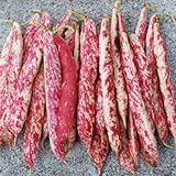 Taylor Dwarf Horticulture (Cranberry) Bean Seeds, 50 Heirloom Seeds Per Packet, Non GMO Seeds, (Isla's Garden Seeds), Botanical Name: Phaseolus vulgaris, 85% Germination Rates photo / $5.99 ($0.12 / Count)