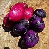 SVI fresca 100pcs semilla de papa vegetal para la siembra oscuro rosa púrpura foto / 9,78 €