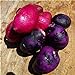 foto SVI fresca 100pcs semilla de papa vegetal para la siembra oscuro rosa púrpura