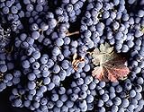 Vitis Vinifera Cabernet Sauvignon Wine Grape jocad (5 Seeds) photo / $19.95