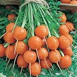 Parisian Carrot Seeds | Heirloom & Non-GMO Carrot Seeds | 250+ Vegetable Seeds for Planting Outdoor Home Gardens | Planting Instructions Included photo / $8.29 ($0.03 / Count)