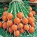 photo Parisian Carrot Seeds | Heirloom & Non-GMO Carrot Seeds | 250+ Vegetable Seeds for Planting Outdoor Home Gardens | Planting Instructions Included