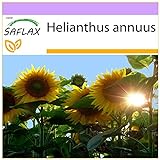 SAFLAX - Girasol Titan - 20 semillas - Helianthus annuus foto / 3,95 €