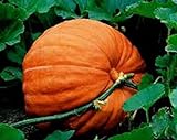 Kürbis, Big Max Kürbiskerne, Erbstück, Organisch, Nicht ohne Gentechnik, 100 Samen, Giant Pumpkins foto / 17,45 €