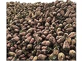 Red Mangel Mammoth Beet Seeds Microgreen Sprouting Garden, or Fodder Giant 311C (3000 Seeds, or 2 oz) photo / $11.69