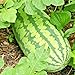 photo Congo Watermelon Seeds XXL Extra Sweet Non-GMO Organic Huge 30-50Lbs Garden rsc2a1r (25+ Seeds)