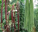 50+ Green or Red Cowpea Yard Long Bean Seeds Yardlong Beans Heirloom Non-GMO Vegetable photo / $6.99