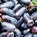 foto P12cheng Samenpflanze 1 Beutel Traubenkerne GMO Prolific Black Rich Vitamins Fruit Seeds for Garden - Traubenkerne