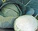 photo Stone Head Hybrid Cabbage Seeds