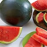 Watermelon, Black Diamond, Heirloom, 50 Seeds, Super Sweet Round Melon photo / $2.99 ($0.06 / Count)