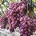 foto Samen für Gartenarbeit, 50 Stück, seltene Finger-Traubenkerne, fortgeschrittene Früchte, natürliches Wachstum, leckerer Balkon