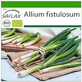 SAFLAX - Ecológico - Cebolla tierna - Ishikura japonés - 150 semillas - Allium fistulosum foto / 3,95 €
