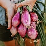 Long Red Florence Onion - 50 Seeds - Heirloom & Open-Pollinated Variety, Non-GMO Vegetable Seeds for Planting Outdoors in The Home Garden, Thresh Seed Company photo / $7.99 ($0.16 / Count)