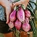 photo Long Red Florence Onion - 50 Seeds - Heirloom & Open-Pollinated Variety, Non-GMO Vegetable Seeds for Planting Outdoors in The Home Garden, Thresh Seed Company