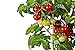 foto 50 piezas de semillas de tomate cherry enano heirloom tomate rojo fruta fresca hortalizas semillas de jardín para plantar
