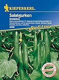 Salatgurke Dominica F1, reinweibliche F1-Hybride Spitzenerträge mit schönen langen Früchten kernlos bitterfrei foto / 5,39 € (5,39 € / Stück)