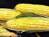 Early Sunglow Hybrid (su) Corn Seeds - Non-GMO photo / $6.99 ($9.99 / Ounce)