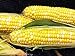 photo Early Sunglow Hybrid (su) Corn Seeds - Non-GMO