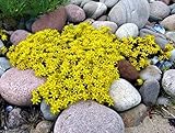 Sedum acre de oro de la alfombra, la uva de gato amarillo de tierra cubierta de la flor Semillas 500 semillas foto / 14,49 €