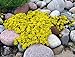 foto Sedum acre de oro de la alfombra, la uva de gato amarillo de tierra cubierta de la flor Semillas 500 semillas