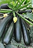 Seeds Zucchini Squash Black Beauty Vegetable for Planting Heirloom Non GMO photo / $7.99