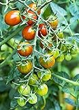 Moby Grape Tomato Seed photo / $6.95