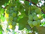 MOCCUROD 50pcs/Bag Green Grape Seeds Fruit Vine Vitis Vinifera Seeds photo / $7.99 ($0.16 / Count)