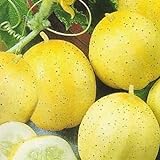 Pepino - Limón - 20 semillas [fácil de cultivar] foto / 3,16 €