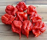 Hot Chili Pfeffer Carolina Reaper - Capsicum chinense - Die schärfste Chili der Welt - 10 Samen foto / 1,70 € (1,70 € / count)