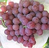 50 Stück Traubenkerne chinesische billig Obst Traubenkernen sehr süß leicht Fruchtsamen für zu Hause Garten Pflanzen wachsen foto / 14,99 €
