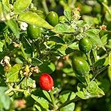 Chiltepin Peppers (Capsicum annuum VAR. glabriusculum) 250mg Seeds for Planting, Mother of All Peppers, jalapeño, Non-GMO, Heirloom, Open Pollinated Vegetable Gardening Seeds - Hot Pepper photo / $6.99